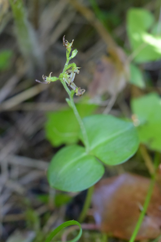 Neottia nipponica