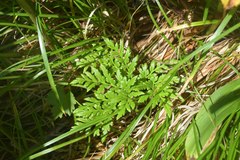 Sceptridium robustum