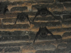 Taphozous melanopogon