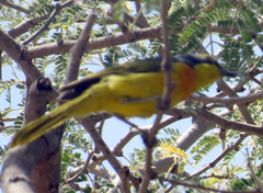 Telophorus sulfureopectus