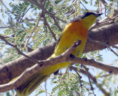 Telophorus sulfureopectus