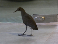 Rallina eurizonoides