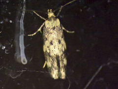 Sphyrelata nefanda