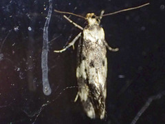 Sphyrelata nefanda