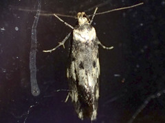 Sphyrelata nefanda