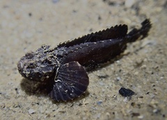 Stargazing Stonefish photo 1
