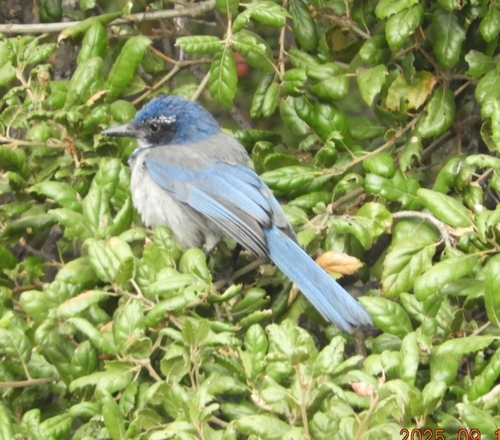 iNaturalist observation photo of California Scrub-Jay