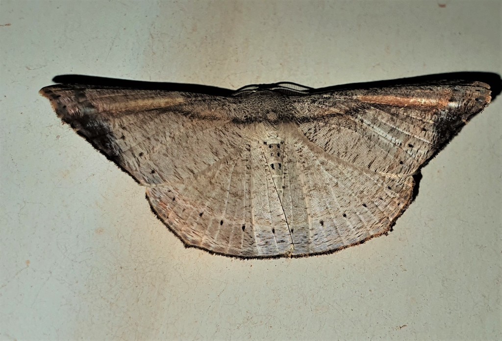 Molybdophora concinnularia