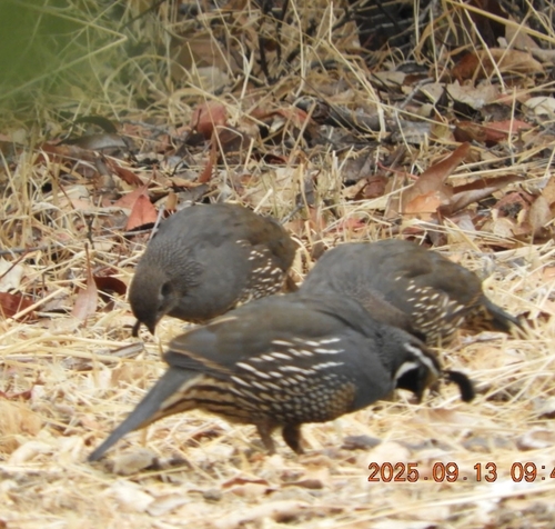 iNaturalist observation photo of California Quail