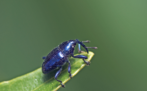 Weevil