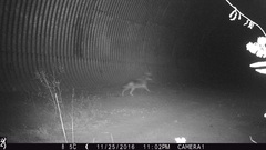 Canis latrans