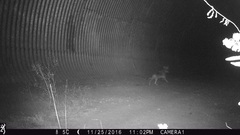 Canis latrans