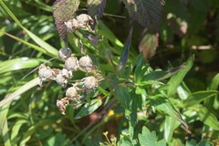 Achillea ptarmica macrocephala