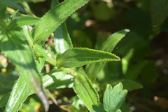 Achillea ptarmica macrocephala