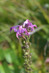 Pedicularis chamissonis