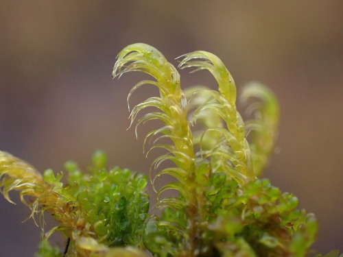 Floating Hook Moss (Warnstorfia fluitans)