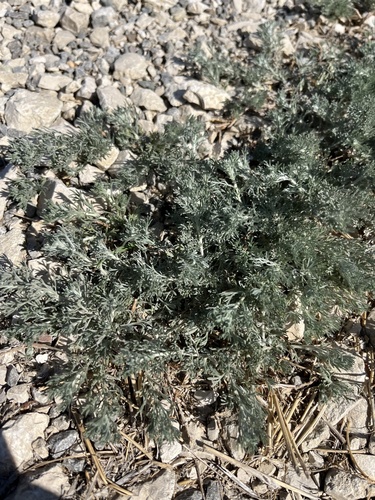Artemisia taurica, photograph 4
