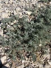 Artemisia taurica, photograph (c) Наталья Пикалова, some rights reserved (CC BY)