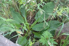 Lysichiton camtschatcensis