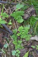 Sceptridium robustum