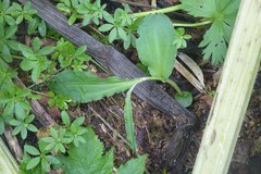 Galearis camtschatica