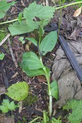 Galearis camtschatica