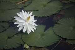 Nymphaea lotus