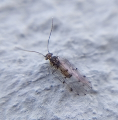 Peters' barklouse