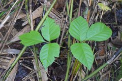 Toxicodendron orientale