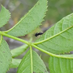 Pteromalus