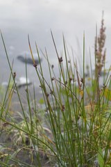 Juncus haenkei