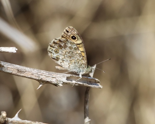 Wall Brown