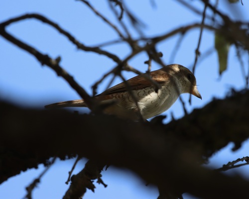 Red-backed Shrike