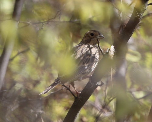 Corn Bunting