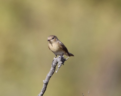 Red-breasted Flycatcher