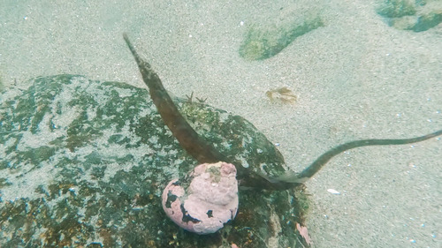 Bay pipefish (Syngnathus macrobrachium) — Syngnathidae — 5