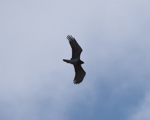 Short-toed Snake-Eagle