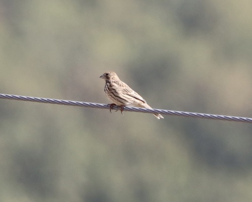 Corn Bunting