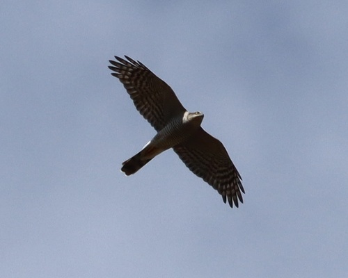Eurasian Sparrowhawk