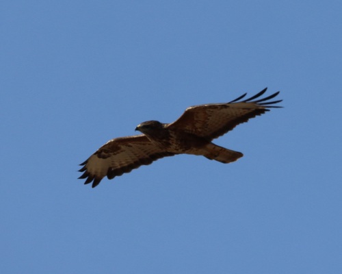 Common Buzzard