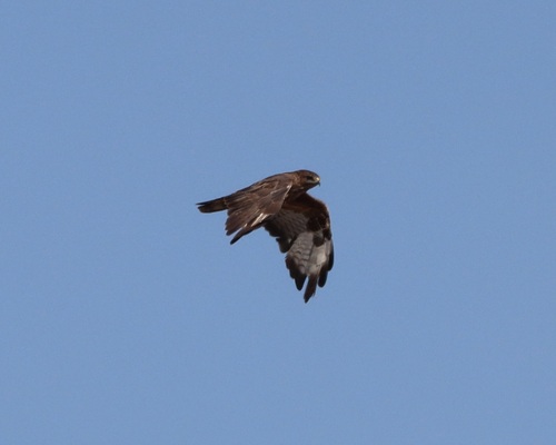 Common Buzzard