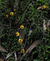 Bossiaea buxifolia