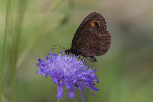 Scotch Argus, 55130 Gondrecourt-le-Château, France, photo 10 of 10