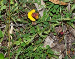 Bossiaea prostrata