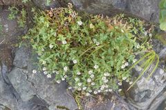 Stellaria ruscifolia