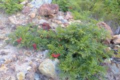 Sorbus sambucifolia