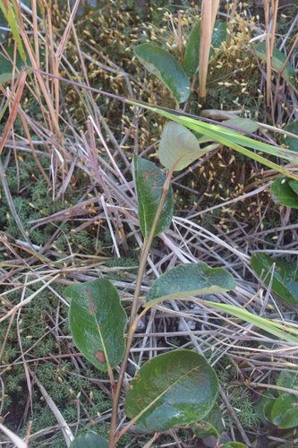 Salix nakamurana iNat (2)