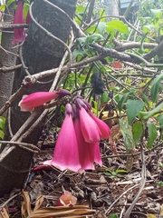 Tecomanthe dendrophila