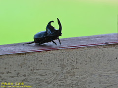 Trichogomphus simson