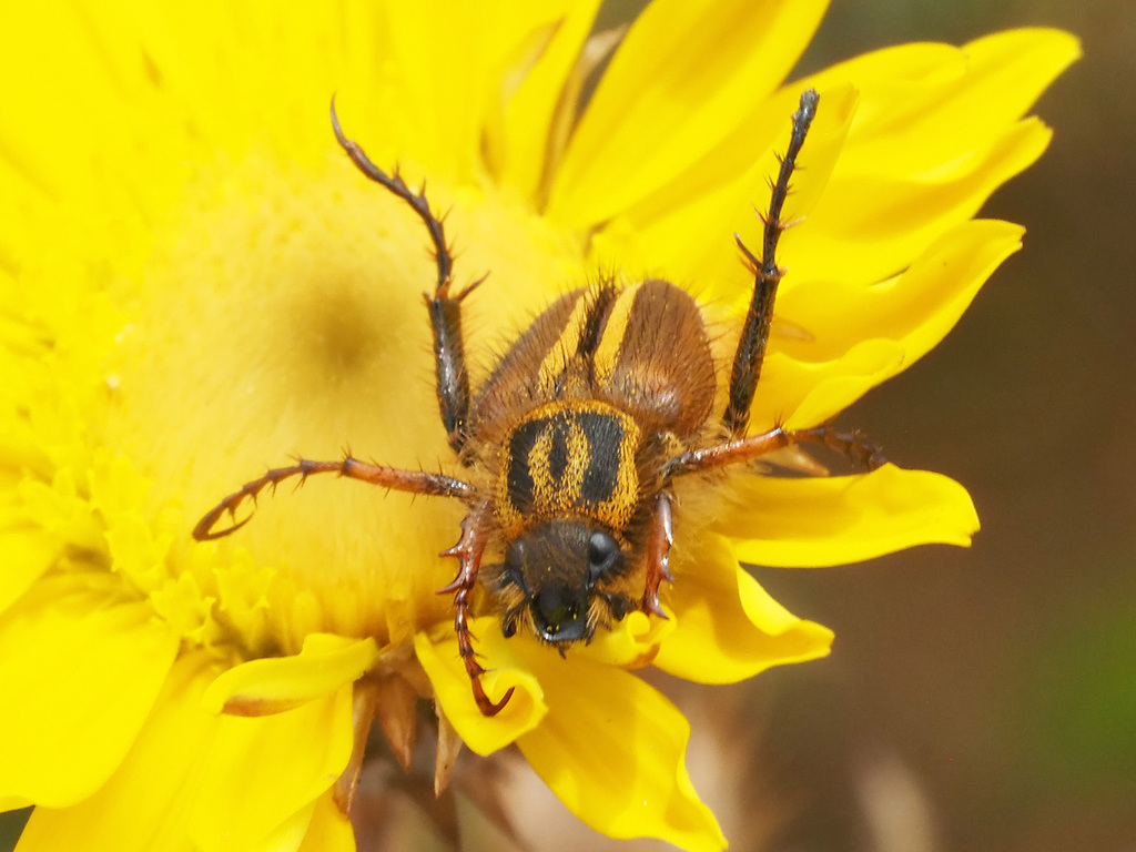 Spider Monkey Beetles